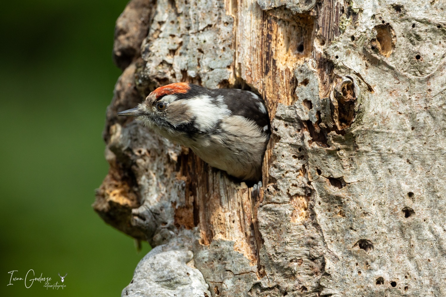 13 augustus 2023 120609  R2A6470